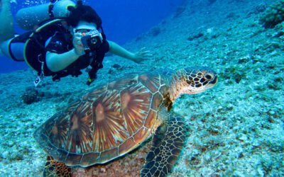 The Benefits of Scuba Diving