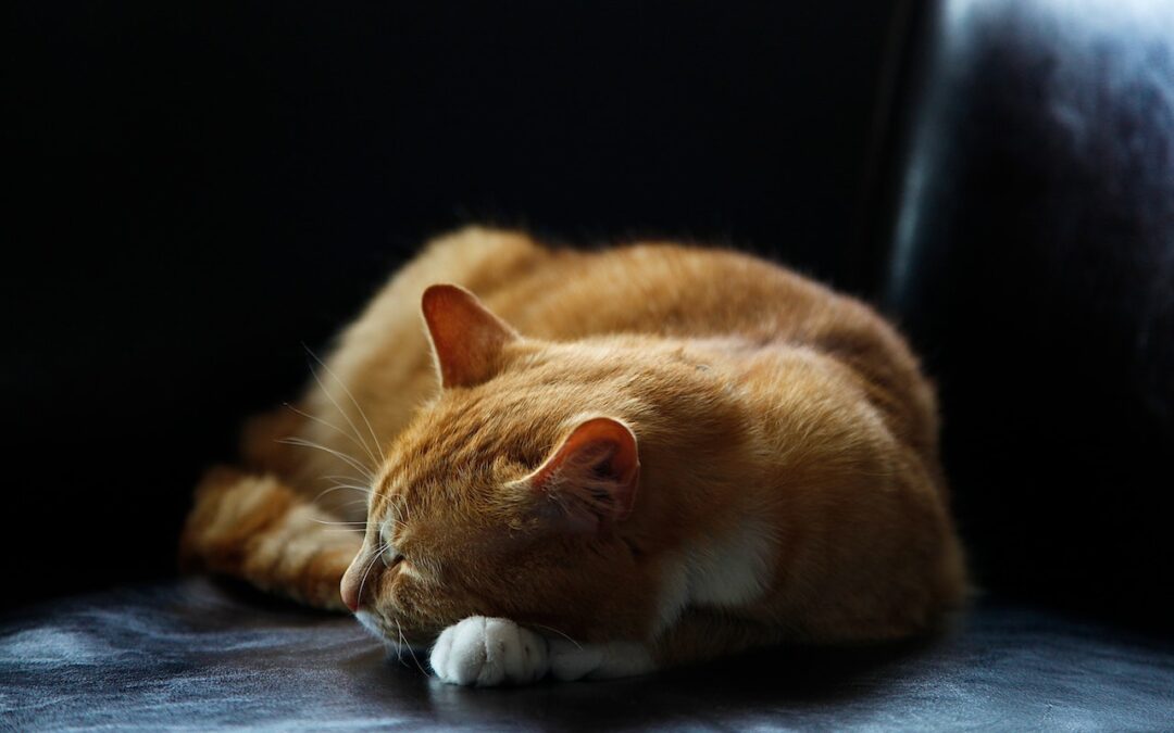 cat sleeping and symbolizing chronic fatigue